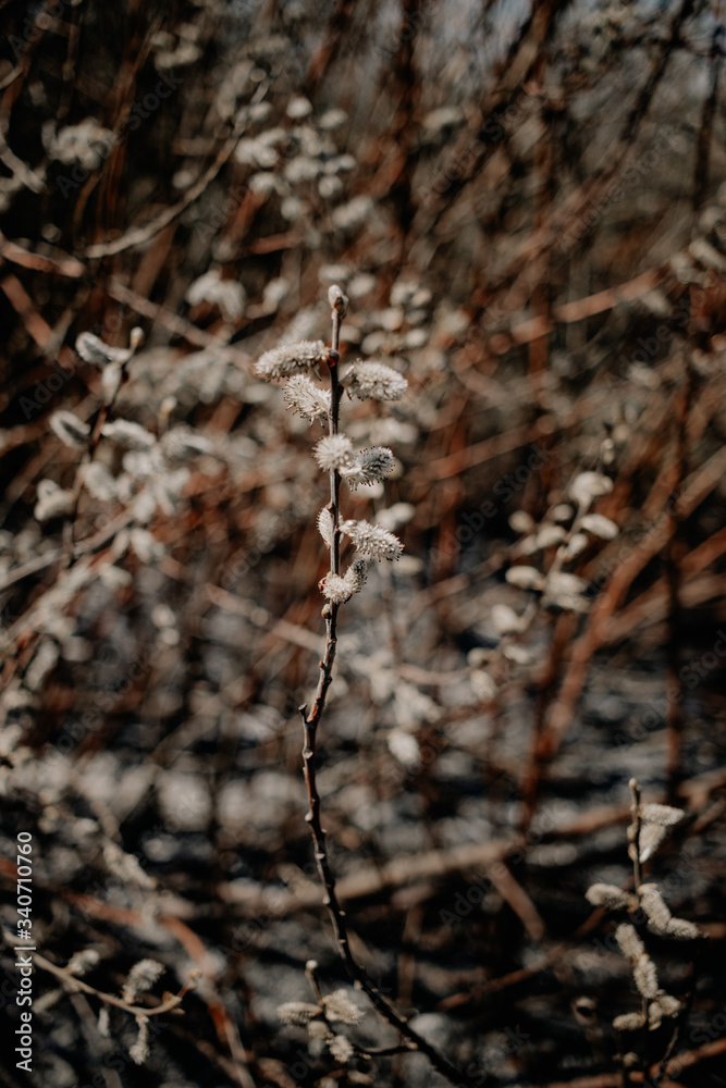 Spring willow seals on branches Spring willow seals on branches