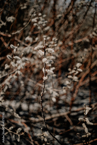 Spring willow seals on branches © Катерина Ковач