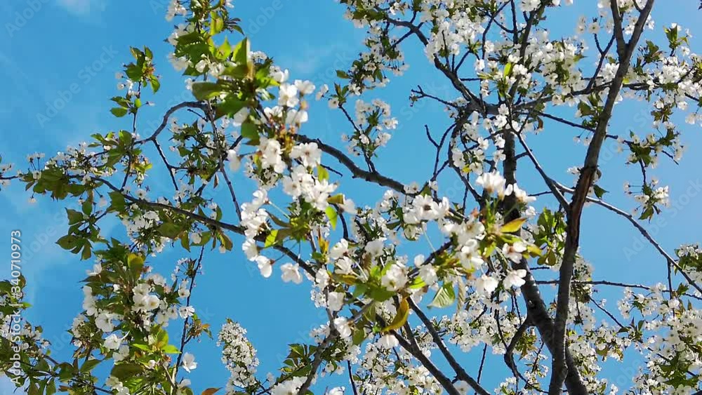 White flowers of apple trees, young fresh green leaves, dark branches of blossoming tree on background of blue sky. Botanical nature concept. Spring flowering backdrop. Selective focus video. 4k White flowers of apple trees, young fresh green leaves, dark branches of blossoming tree on background of blue sky. Botanical nature concept. Spring flowering backdrop. Selective focus video. 4k