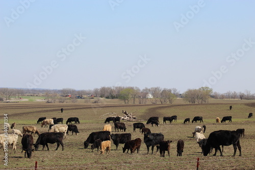 Number of cattle on Kansas ranch waiting for market © michael langley