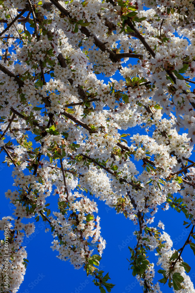 Fototapeta premium Des fleurs au ciel