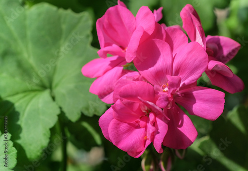Beautiful pink flowers of geraniums or cranesbills plant on natural green leaves background. House potted plant in sunny day on balcony.