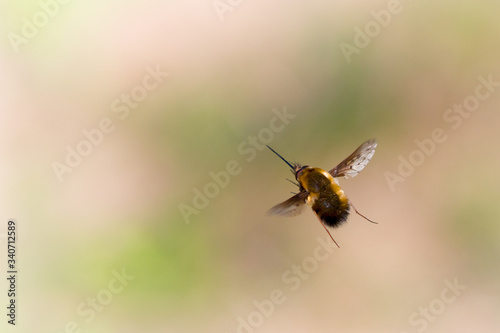 Wollschweber im Flug photo