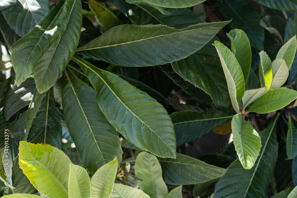 Obraz premium Leaf texture on wall background