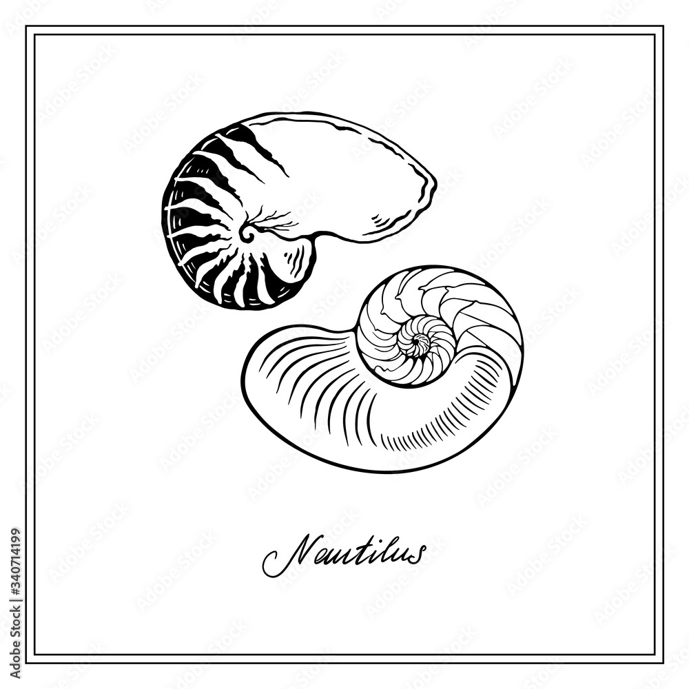 Nautilus Tiger Seashell and half-shell. Black and white square card. Hand-drawn collection of greeting cards. Vector illustration on a white background. Nautilus Tiger Seashell and half-shell. Black and white square card. Hand-drawn collection of greeting cards. Vector illustration on a white background.