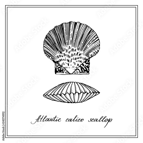 Two Atlantic calico scallops. Seashell. Black and white square card. Hand-drawn collection of greeting cards. Vector illustration on a white background.