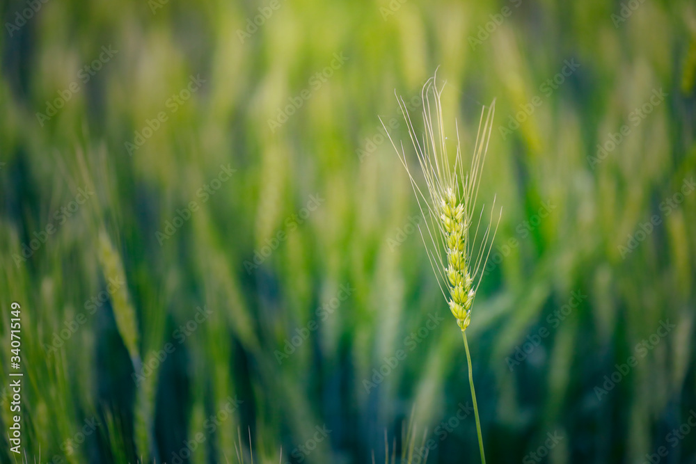 indian agriculture, wheat field india. indian agriculture, wheat field india.