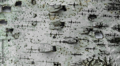 Bark of a birch tree, closeup
