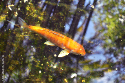 Obraz na płótnie Koi fish in the pond water