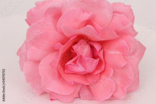 Pink rose flower with petal details. Flower on the white background.