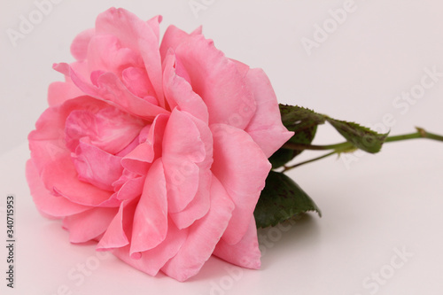 Pink rose flower with petal details. Flower on the white background.