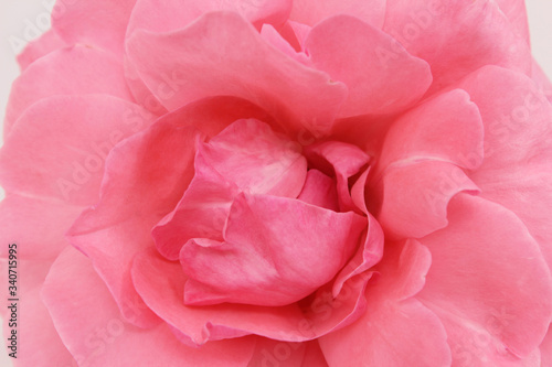 Pink rose flower with petal details. Flower on the white background.