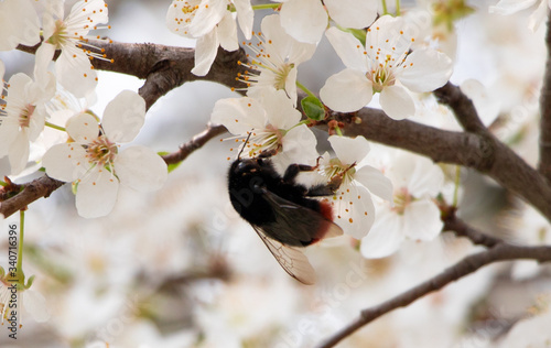 cherry blossom in spring © Таня Мельник