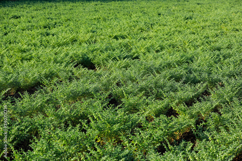 indian chickpea field, Indian agriculture