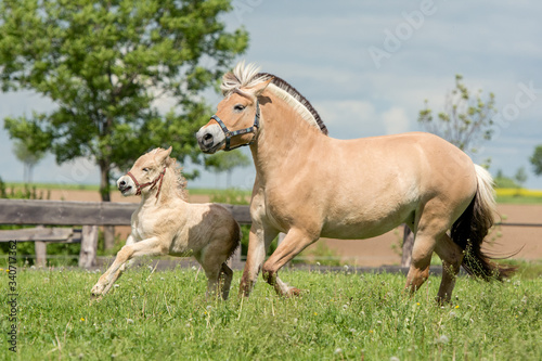 Fjord Horse Mare with Foal Norwegian Horse gallop