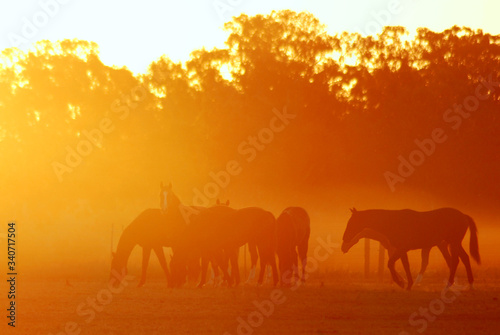 Yearling Horse Group silhouette grazing on Thoroughbred stud at sunrise haze photo