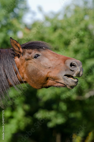 horse neigh portrait brown mare or gelding