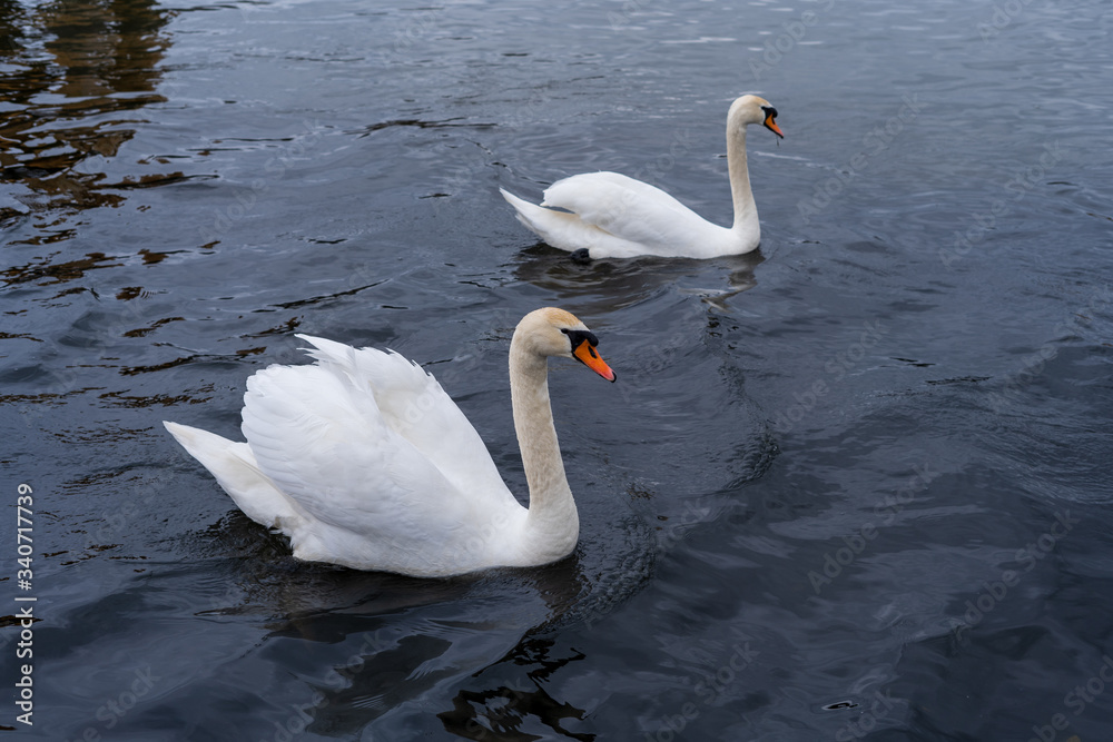Naklejka premium Swans with small swans on the Oder river.