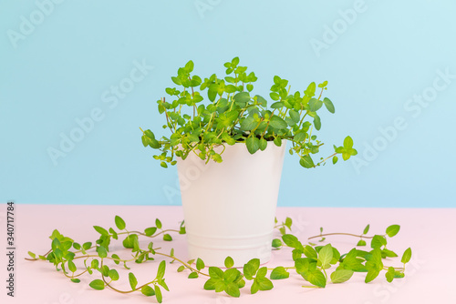 Minimalist image of mint plant at pastel background with some chopped leaves
