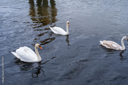 Swans with small swans on the Oder river.