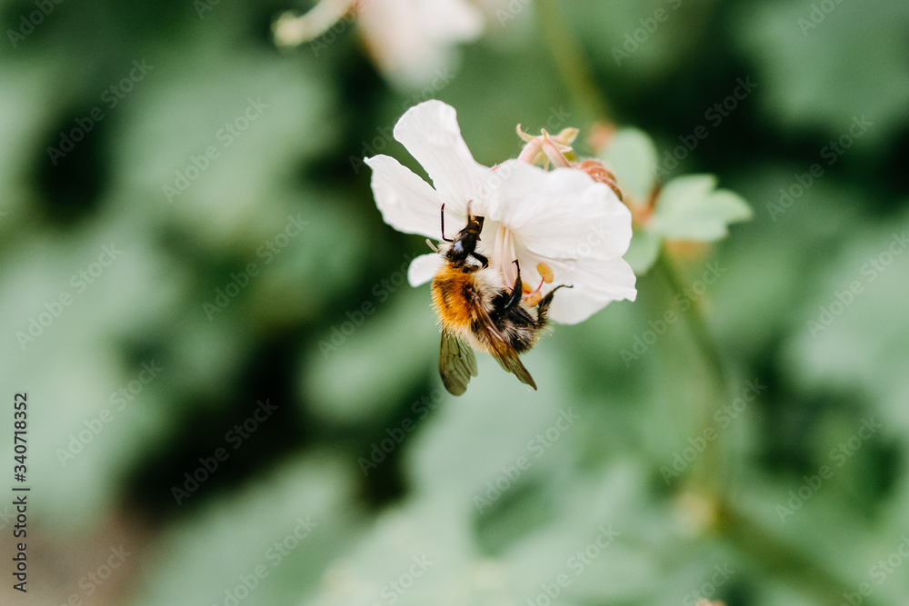 Bumble Bee collecting pollen from withe garden flowers for honey in summer