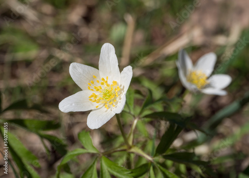 close up macro of beautiful perfect white wood anemone flowers  Anemone nemorosa  selective focus  bokeh  spring floral background