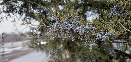 rain drops on the tree