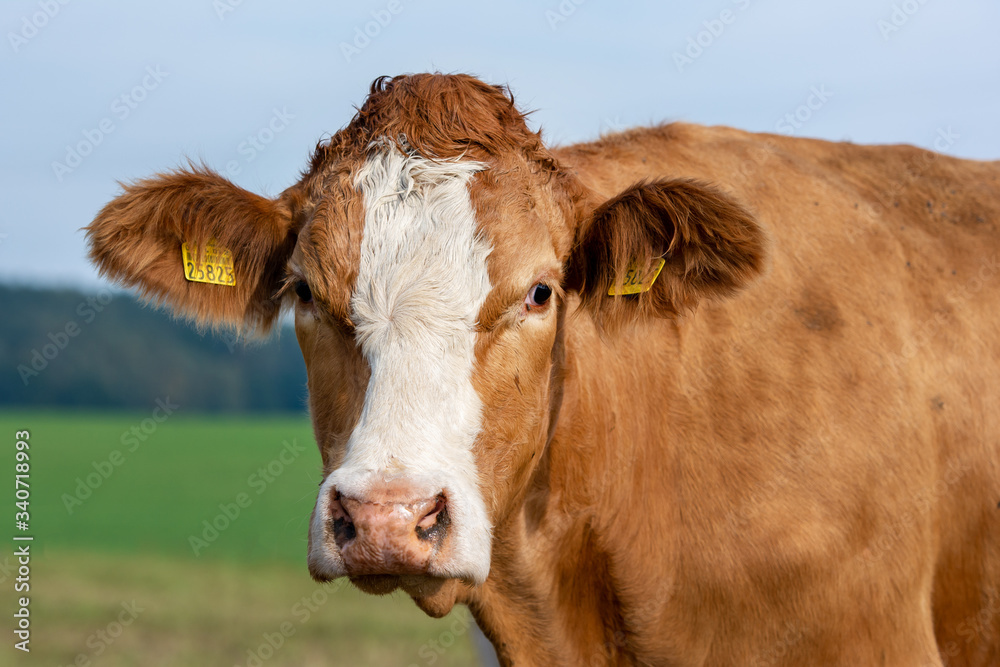 Cow portrait rural life on countryside Cow portrait rural life on countryside