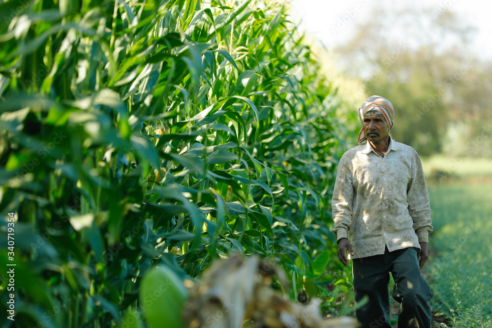 Naklejka premium young indian farmer at corn field