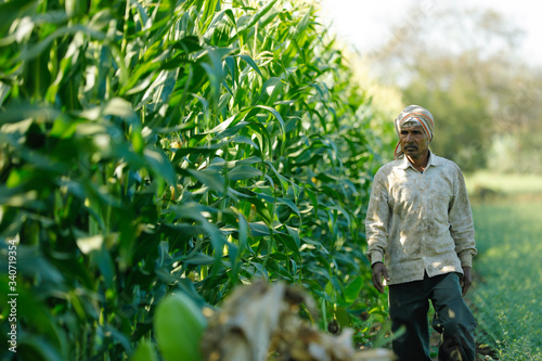 young indian farmer at corn field