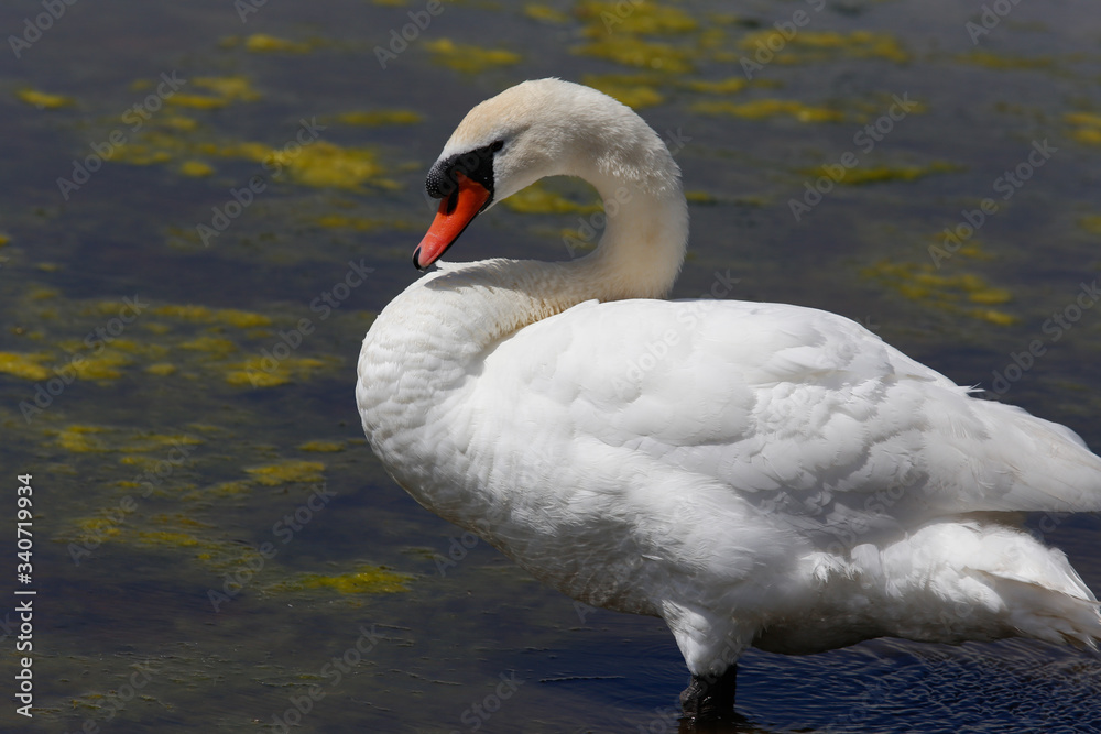 Obraz premium LeCrotoy-3129