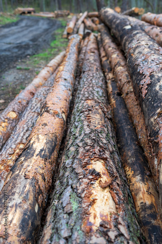 Cut wood into logs stacked on top of each other in the forest, partly covered with moss, closeup photo