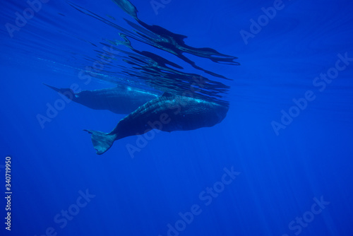 Underwater shot of a family of sperm whales. Mauritius © ohrim