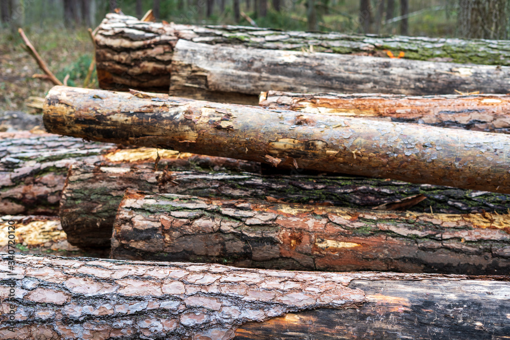 Cut wood into logs stacked on top of each other in the forest, partly covered with moss, closeup Cut wood into logs stacked on top of each other in the forest, partly covered with moss, closeup