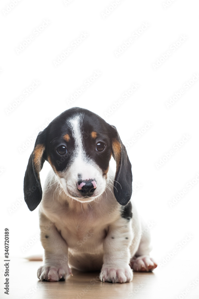 image of dog white background 