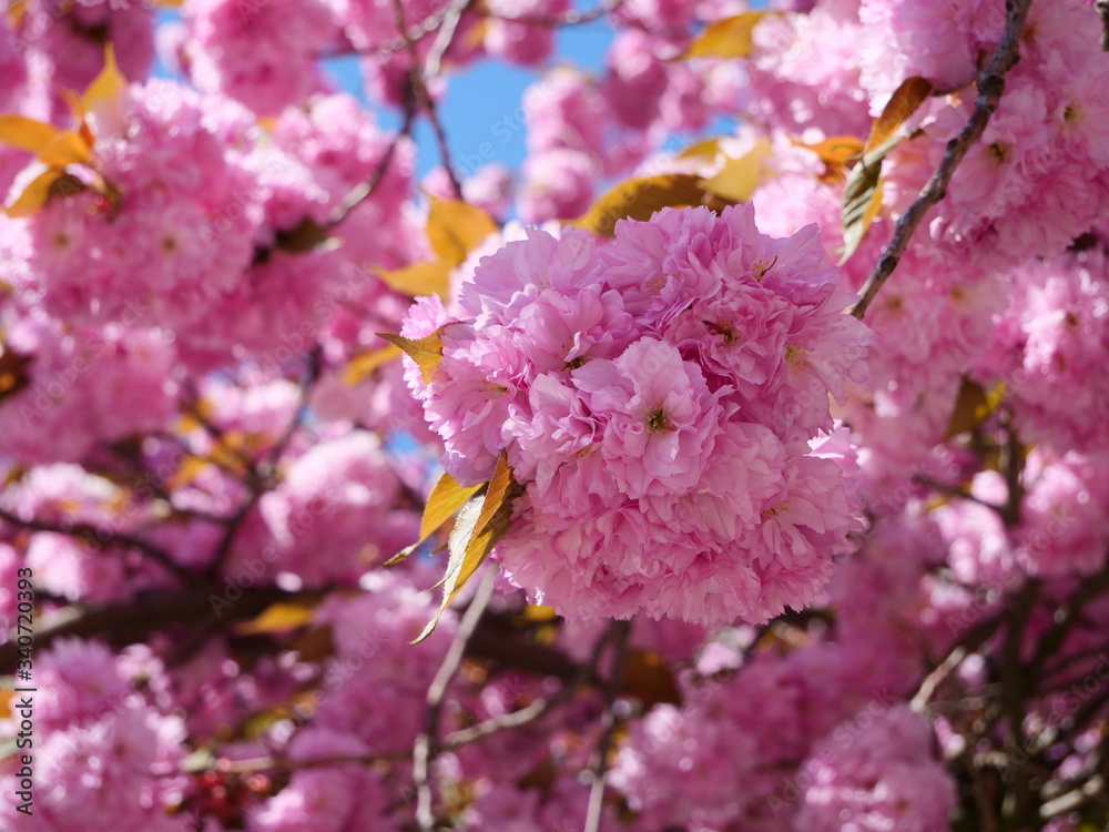 flowering sakura tree
