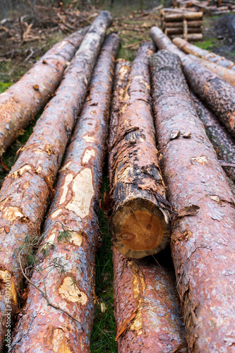 Cut wood into logs stacked on top of each other in the forest, partly covered with moss, closeup