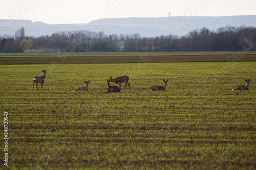 troupeaux