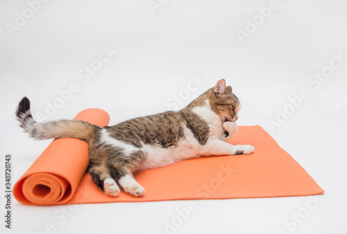 Tabby cat on a white background.An adult cat is lying on its stomach. The cat is lying on the yoga Mat. The cat is engaged in sports.