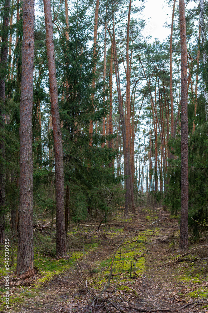 Obraz premium A road among trees in the forest