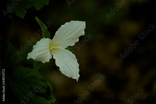evening trillium
