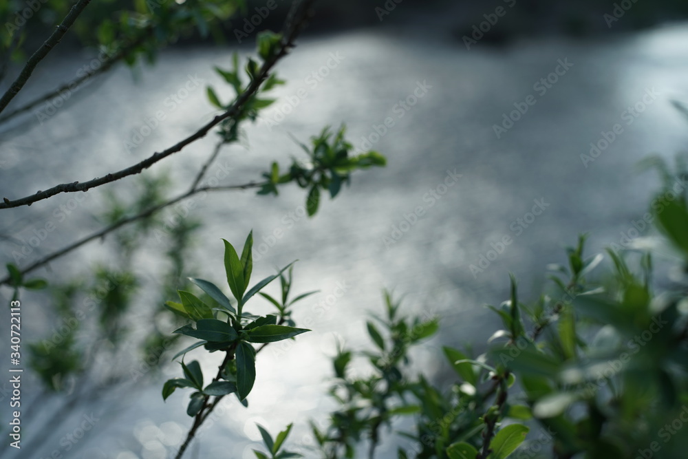 Sumpf und Wasser im Frühling mit Pflanzen Sumpf und Wasser im Frühling mit Pflanzen