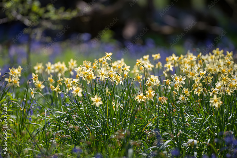 Fototapeta premium Daffodils