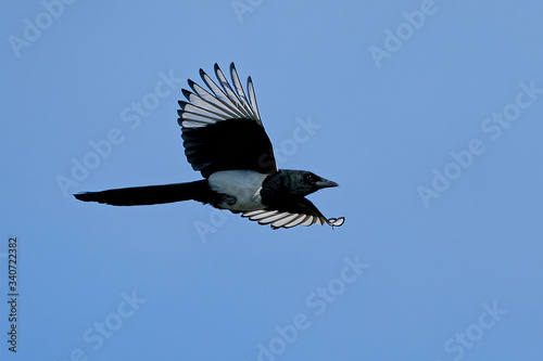 Fotografie, Obraz Eurasian magpie (Pica pica)