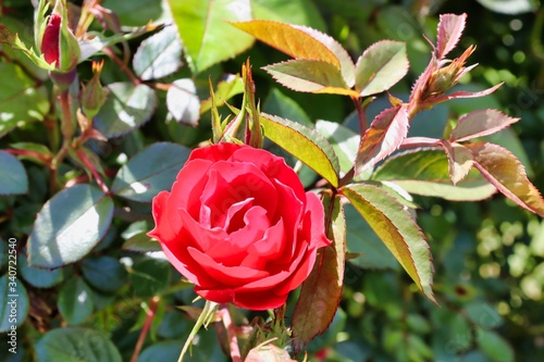 red rose on a green background