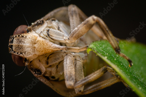 Jumping bug, ventral view