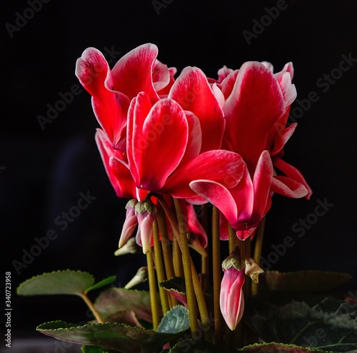 Cyclamen persicum  , bouquet of flowers,Cyklamen Perski,czerwone kwiaty photo