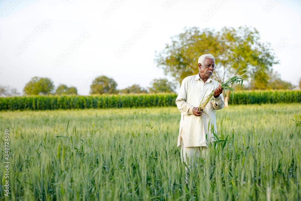 Young Indian farmer standing at wheat field Young Indian farmer standing at wheat field