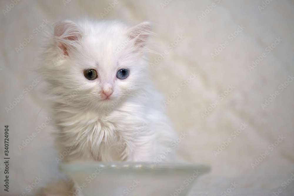 white kitten near an empty bowl