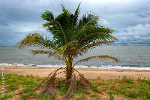 Alone coconut palm tree (Cocos nucifera) on sand beach at rainy weather. Guinea, West Africa.